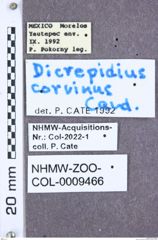 Etikett zu Simodactylus antennatus (Schimmel, 2003)